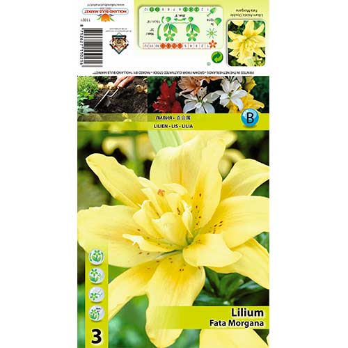 3 Stück, Lilie Fata Morgana - Zwiebeln: Ilość w opakowaniu: 3 Stück