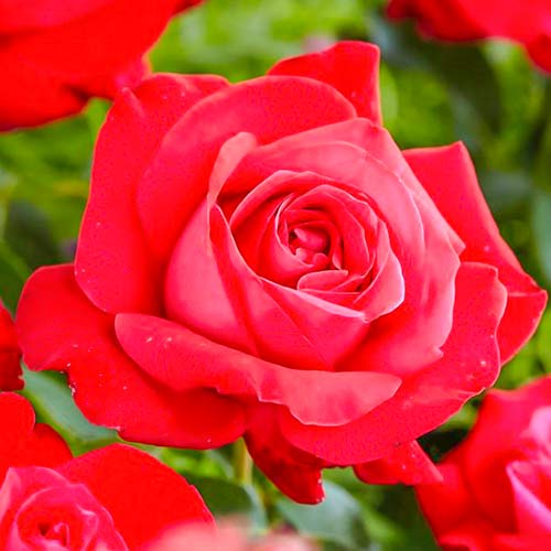 1 Pflanze(n), Großblütige Rose Dame de Coeur - Setzlinge: Ilość w opakowaniu: 1 Pflanze(n)