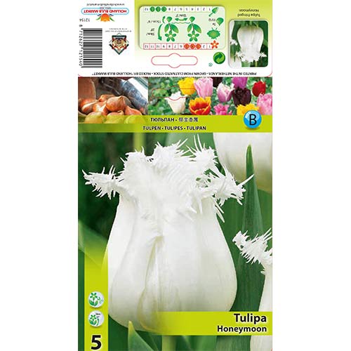5 Stück, Tulpe Honeymoon - Blumenzwiebeln: Ilość w opakowaniu: 5 Stück