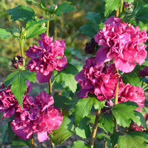 1 szt, Hibiskus French Cabaret Red - Setzlinge: Ilość w opakowaniu: 1 szt