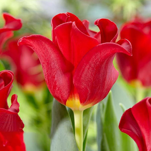 5 Stück, Tulpe Red Dress - Blumenzwiebeln: Ilość w opakowaniu: 5 Stück