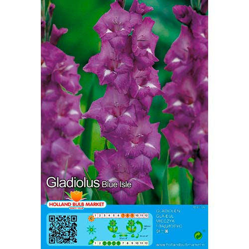 5 Stück, Großblumige Gladiole Blue Isle - Zwiebeln: Ilość w opakowaniu: 5 Stück