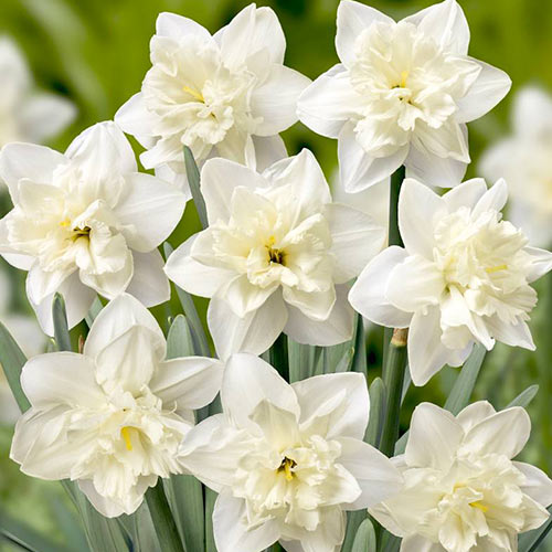 3 Stück, Narzisse Colblanc - Blumenzwiebeln: Ilość w opakowaniu: 3 Stück