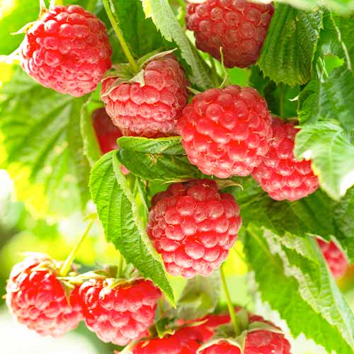 1 Pflanze(n), Himbeere Autumn First - Setzlinge: Ilość w opakowaniu: 1 Pflanze(n)