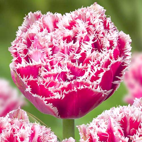 5 Stück, Tulpe Brest - Blumenzwiebeln: Ilość w opakowaniu: 5 Stück