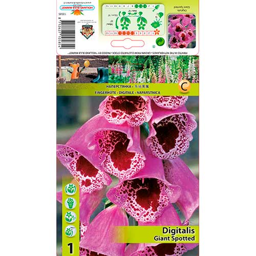 1 Stück, Fingerhut Giant Spotted - Stauden: Ilość w opakowaniu: 1 Stück