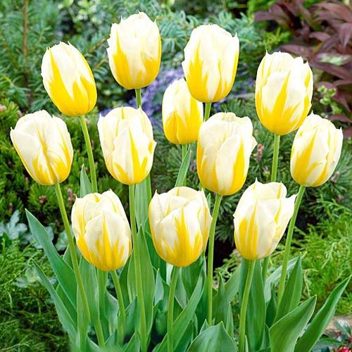 5 Stück, Tulpe Flaming Coquette - Blumenzwiebeln: Ilość w opakowaniu: 5 Stück
