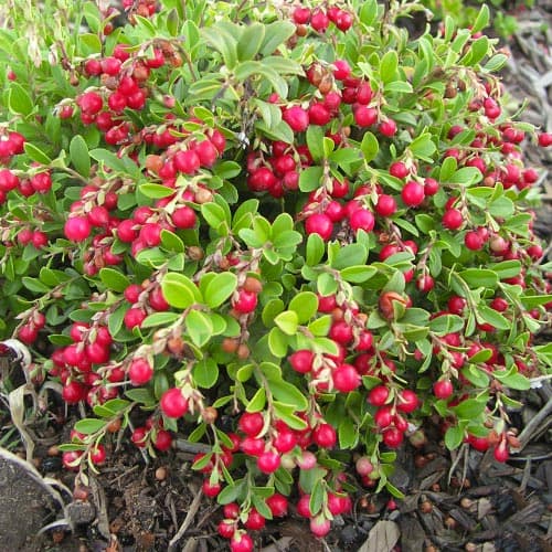 1 Pflanze(n), Preiselbeere Koralle - Setzlinge: Ilość w opakowaniu: 1 Pflanze(n)