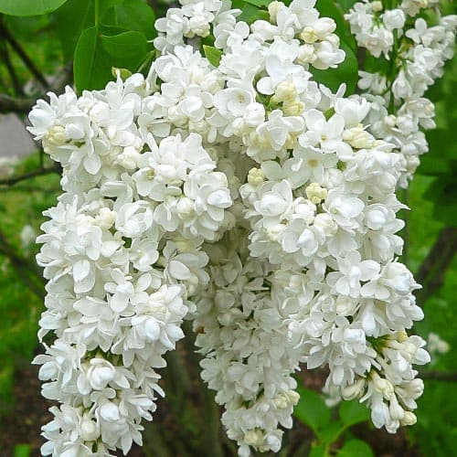 1 Pflanze(n), Edelflieder Miss Ellen Willmot - Setzlinge: Ilość w opakowaniu: 1 Pflanze(n)