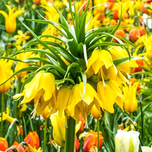 1 Stück, Kaiserkrone (Schachbrett) Lutea - Blumenzwiebeln: Ilość w opakowaniu: 1 Stück