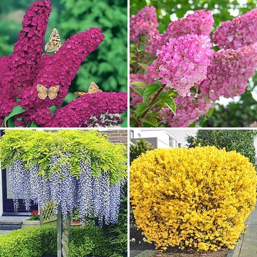 Tolles Angebot! Ziersträucher Bunter Garten, Set mit 4 Setzlingen - Setzlinge: Ilość w opakowaniu: 4 Pflanze(n)