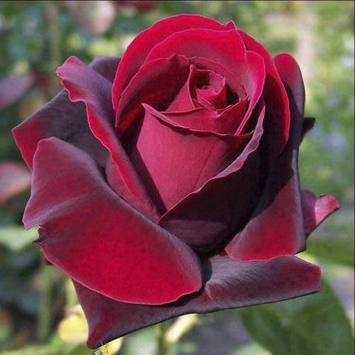 1 Pflanze(n), Großblumige Rose Grand Gala - Setzlinge: Ilość w opakowaniu: 1 Pflanze(n)