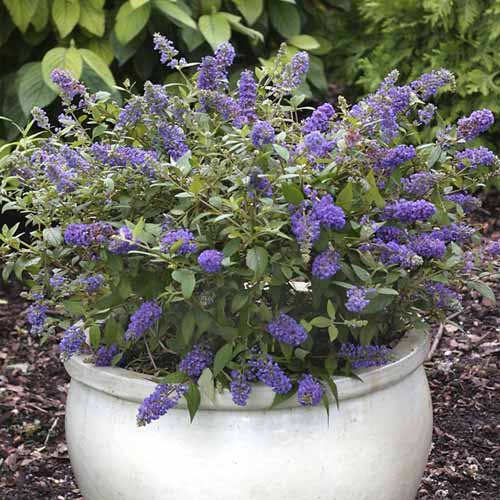 1 Pflanze(n), Buddleia Blue Chip Jr PBR, C3 - Setzlinge: Ilość w opakowaniu: 1 Pflanze(n)