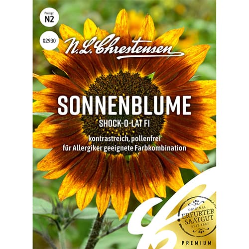 1 szt, Sonnenblume Shock-o-lat F1 - Samen: Ilość w opakowaniu: 1 Stück