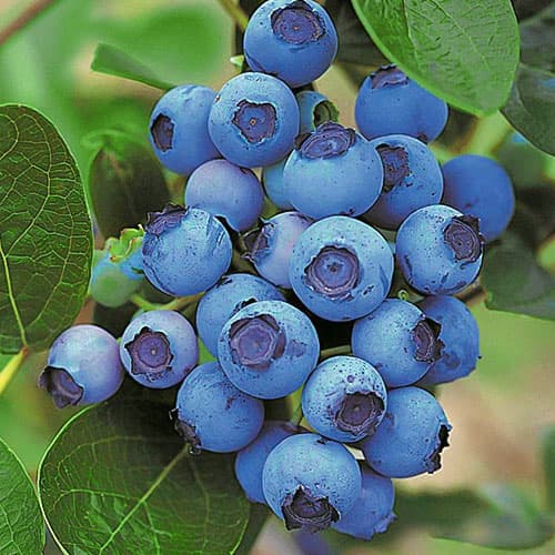 1 Pflanze(n), Heidelbeere Spartan, P9 - Setzlinge: Ilość w opakowaniu: 1 Pflanze(n)