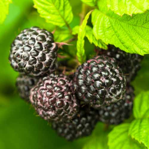 1 Pflanze(n), Schwarze Himbeere Black Jewel, Р9 - Setzlinge: Ilość w opakowaniu: 1 Pflanze(n)