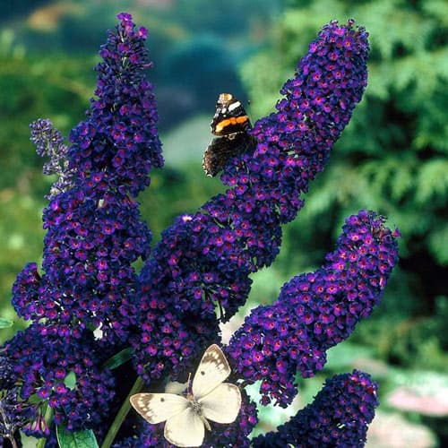 1 Pflanze(n), Buddleia Black Knight, P9 - Setzlinge: Ilość w opakowaniu: 1 Pflanze(n)