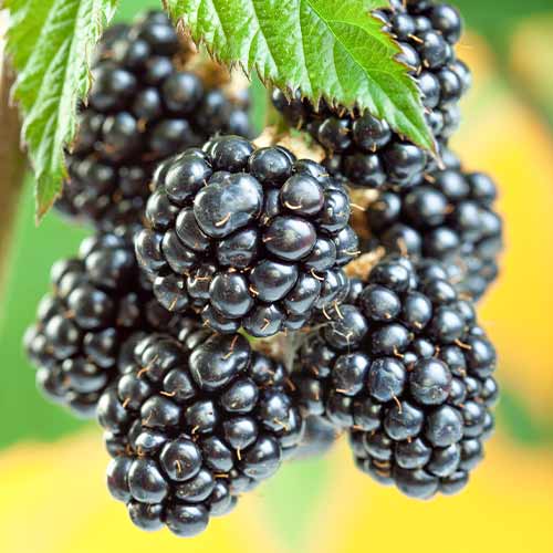 1 Pflanze(n), Brombeere Gigant, Р9 - Setzlinge: Ilość w opakowaniu: 1 Pflanze(n)