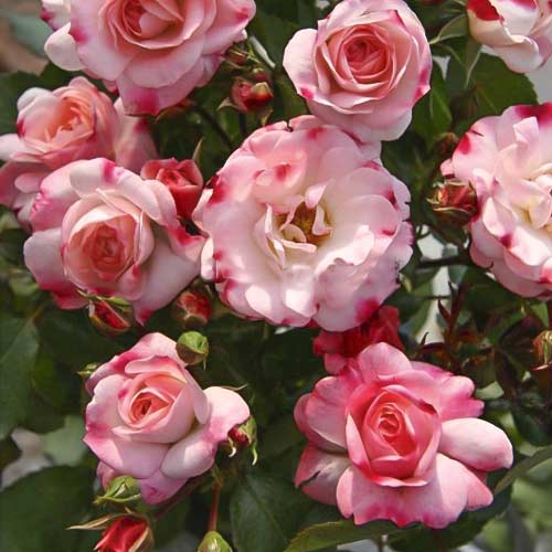 1 Pflanze(n), Rose mini Triple Treat - Setzlinge: Ilość w opakowaniu: 1 Pflanze(n)