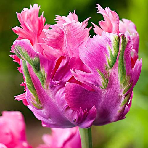 5 Stück, Tulpe Weber's Parrot Pink - Blumenzwiebeln: Ilość w opakowaniu: 5 Stück