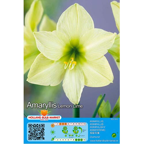 1 szt, Amaryllis (Ritterstern) Lemon Lime - Blumenzwiebeln: Ilość w opakowaniu: 1 Stück