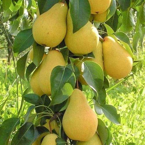 1 Pflanze(n), Säulenbirne Decora, С2 - Setzlinge: Ilość w opakowaniu: 1 Pflanze(n)