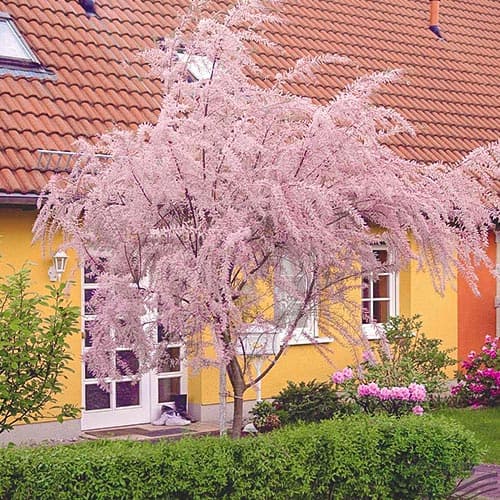 1 Pflanze(n), Kleinblütige Tamariske, P9 - Setzlinge: Ilość w opakowaniu: 1 Pflanze(n)