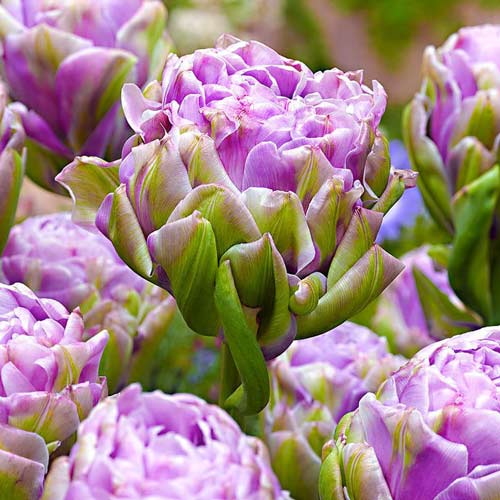 8 Stück, Tulpe Violet Prana - Blumenzwiebeln: Ilość w opakowaniu: 8 Stück
