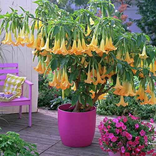 1 Stück, Brugmansia Yellow - Stauden: Ilość w opakowaniu: 1 Stück