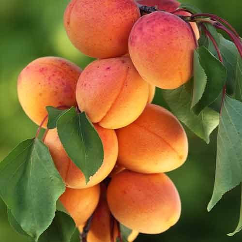 1 szt, Aprikose (columnar) Diamond - Setzlinge: Ilość w opakowaniu: 1 szt