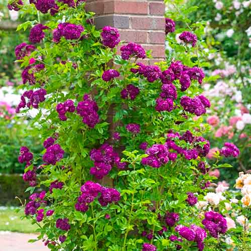 1 szt, Kletterrose lila - Setzlinge: Ilość w opakowaniu: 1 szt