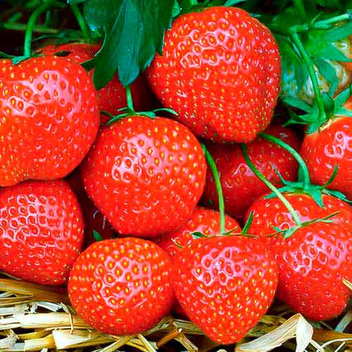 5 Setzling(e), Erdbeeren Fernando - Setzlinge: Ilość w opakowaniu: 5 Setzling(e)