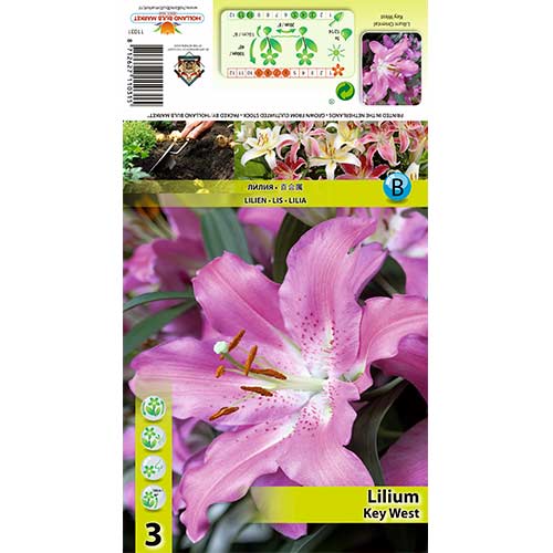 3 Stück, Lilie Key West - Zwiebeln: Ilość w opakowaniu: 3 Stück