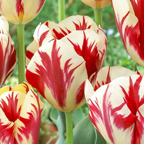 10 Stück, Tulpe Grand Perfection - Blumenzwiebeln: Ilość w opakowaniu: 10 Stück