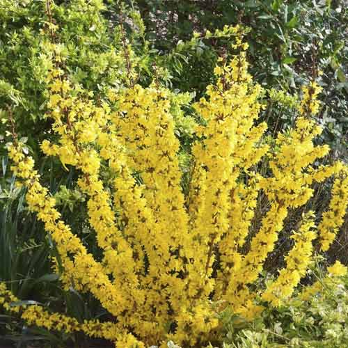 1 Pflanze(n), Forsythie Mikador PBR, C3 - Setzlinge: Ilość w opakowaniu: 1 Pflanze(n)