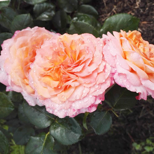 1 Pflanze(n), Rose Picotee Vaza (Menge im Paket: 1 Pflanze) - Setzlinge: Ilość w opakowaniu: 1 Pflanze(n)