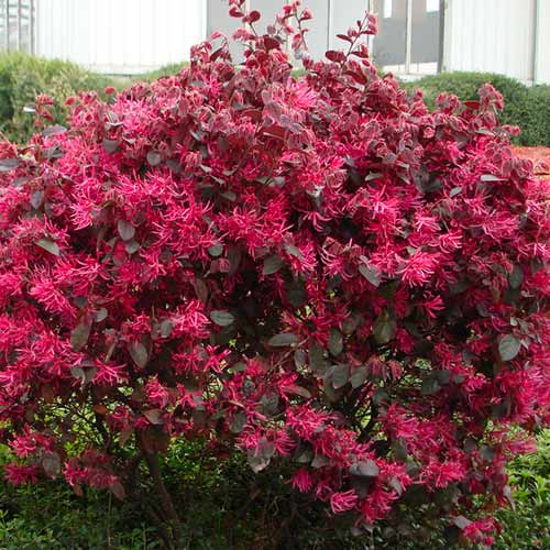 1 szt, Loropetalum Black Pearl - Setzlinge: Ilość w opakowaniu: 1 szt