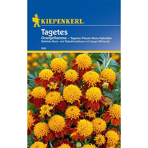 1 szt, Studentenblume Orangeflamme - Samen: Ilość w opakowaniu: 1 Stück