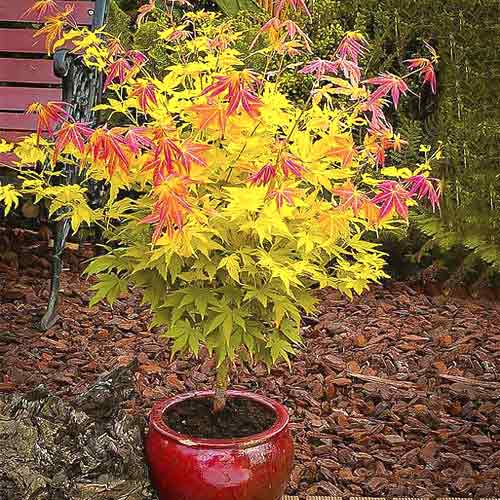 1 Pflanze(n), Fächerahorn Orange Dream, C3 - Setzlinge: Ilość w opakowaniu: 1 Pflanze(n)