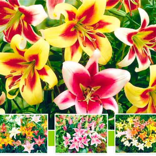 Tolles Angebot! Riesen-Baum-Lilie, 5 Knollen - Blumenzwiebeln: Ilość w opakowaniu: 5 Stück