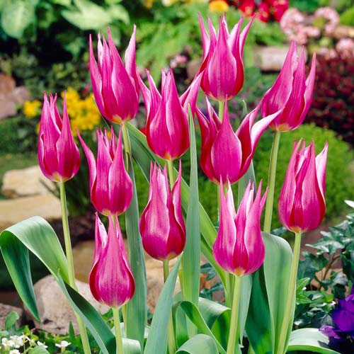 10 Stück, Tulpe Lilylady - Blumenzwiebeln: Ilość w opakowaniu: 10 Stück