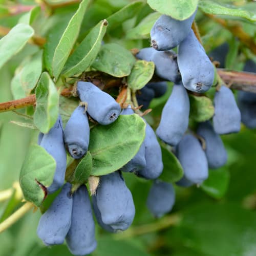Baía de Kamtchatka Wojtek - Plântulas: Ilość w opakowaniu: 1 plant