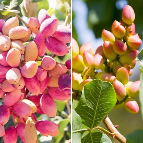 Conjunto de pistácios, 2 plântulas - Plântulas: Ilość w opakowaniu: 2 plant