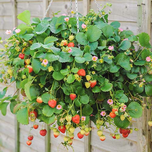 Morango Ampelnaya - Plântulas: Ilość w opakowaniu: 5 plant