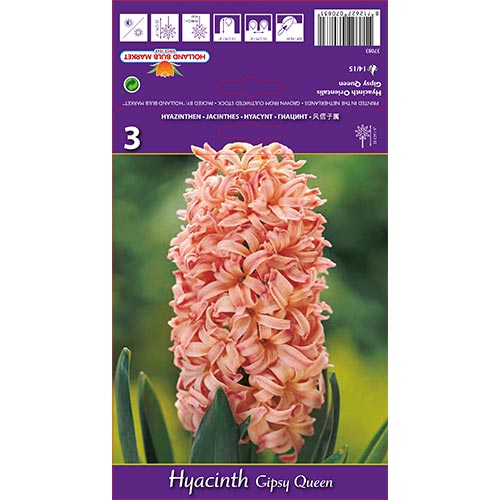 Jacinto Gipsy Queen - Bulbos: Ilość w opakowaniu: 3 bulbe