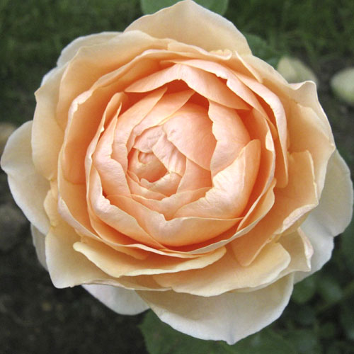 Rosa de flor grande Anna Fendi , C5 - Plântulas: Ilość w opakowaniu: 1 plant