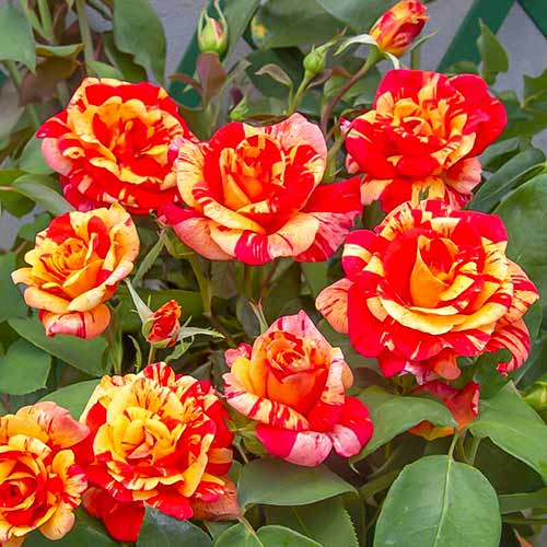 Rosa trepadeira Flash - Plântulas: Ilość w opakowaniu: 1 plant