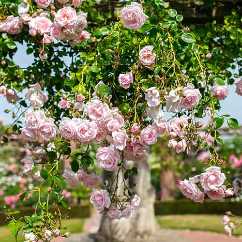 Rosa trepadeira New Dawn - Plântulas: Ilość w opakowaniu: 1 plant