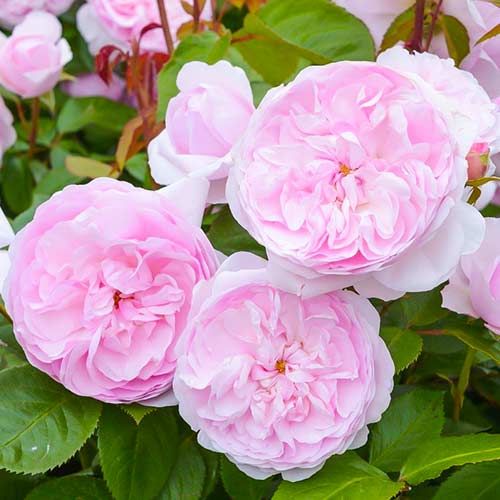 Rosa trepadeira Olivia Rose Austin - Plântulas: Ilość w opakowaniu: 1 plant