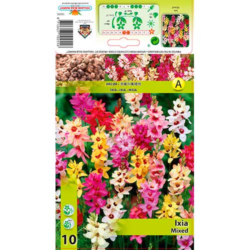 Ixia (Corn Lily) Mixed - Bulbos: Ilość w opakowaniu: 10 bulbe